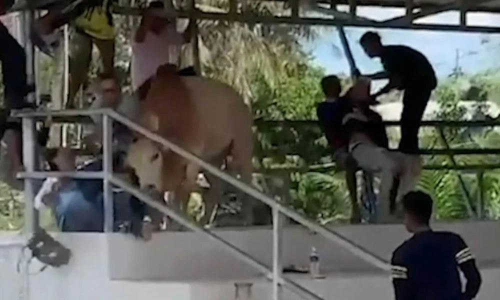 Τρόμος στην Ταϊλάνδη: Ταύρος εισβάλει σε κερκίδα - Βίντεο